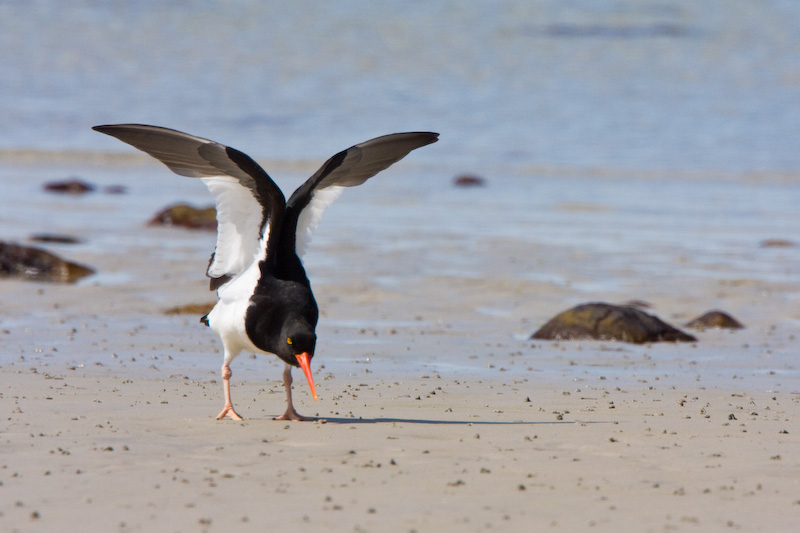 Magellanic Oystercatcher Displaying On Beach